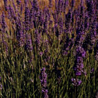 Lavander fields